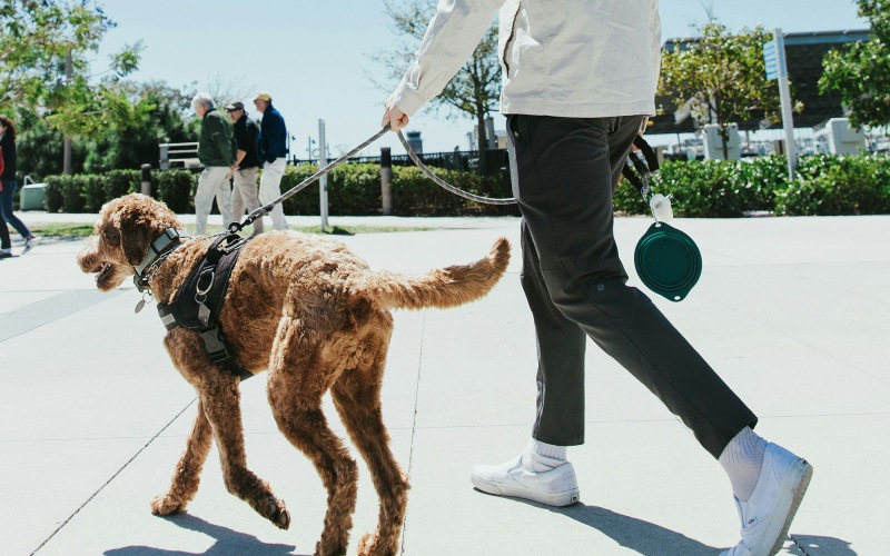 a man walking a dog